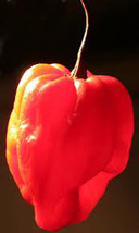 25 Carribean Red Pepper Seeds-1161C - £3.15 GBP