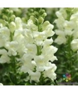 Fresh 1000 Maryland Ivory Snapdragon Seeds for Garden - $202.28 MXN