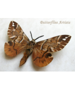 Kentish Glory Endromis Versicolora Real Moth Framed Entomology Shadowbox... - $54.99