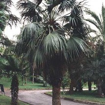 Fresh New Brahea Dulcis Apak Blue Rock Desert Sombrero Palm 10 Seeds USA Seller - £13.96 GBP