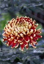 Red and Yellow Chrysanthemums Flowers Seeds, Professional Pack, 100 Seeds / Pack - £14.94 GBP
