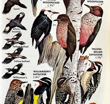 Woodpeckers Bird 6 Different Types 1966 Audubon Antique Art Print ADBN1o - $378.38 MXN