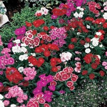 HS 40+ Dianthus  Barbatus Wee Willie Flower Seeds Mix / Perennial Sweet William - £3.65 GBP