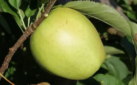 HS  25+ Crispin (Mutsu) Apple Seeds For Garden Planting - USA  - $6.92