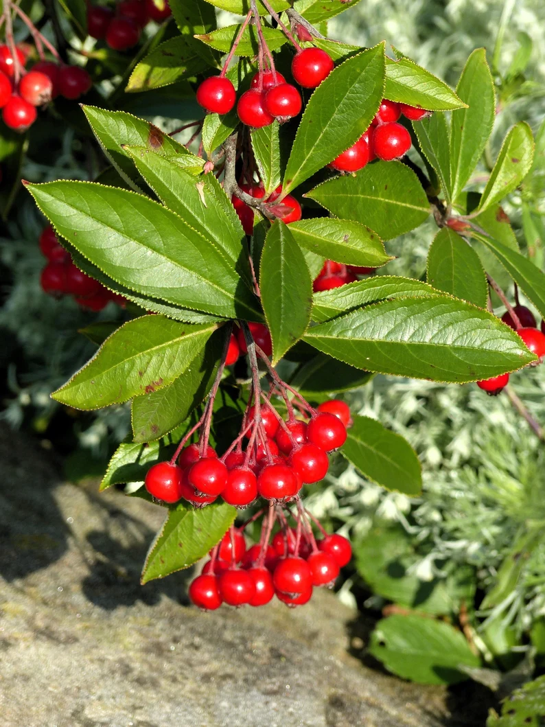 50 Seeds RED CHOKEBERRY Aronia Arbutifolia White Flower Fruit Shrub  - $9.99