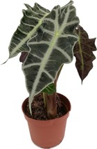 VP Alocasia - Live Plant In A 4 Inch Pot - Elephant Ear, African Mask Plant - £36.89 GBP