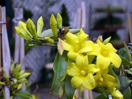 Gelsemium Sempervirens Carolina Or Yellow Jasmine 10 Seeds USA Garden - $19.58