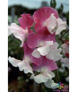50 Route 66 Sweet Pea Seeds - $8.49