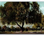 Pepper Tree State View California CA Agriculture UNP DB Postcard D19 - $2.92