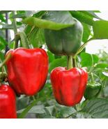 Red Bell Pepper 30+ HEIRLOOM seeds, PREMIUM STRAIN Inherited thru 2 Gene... - $4.99