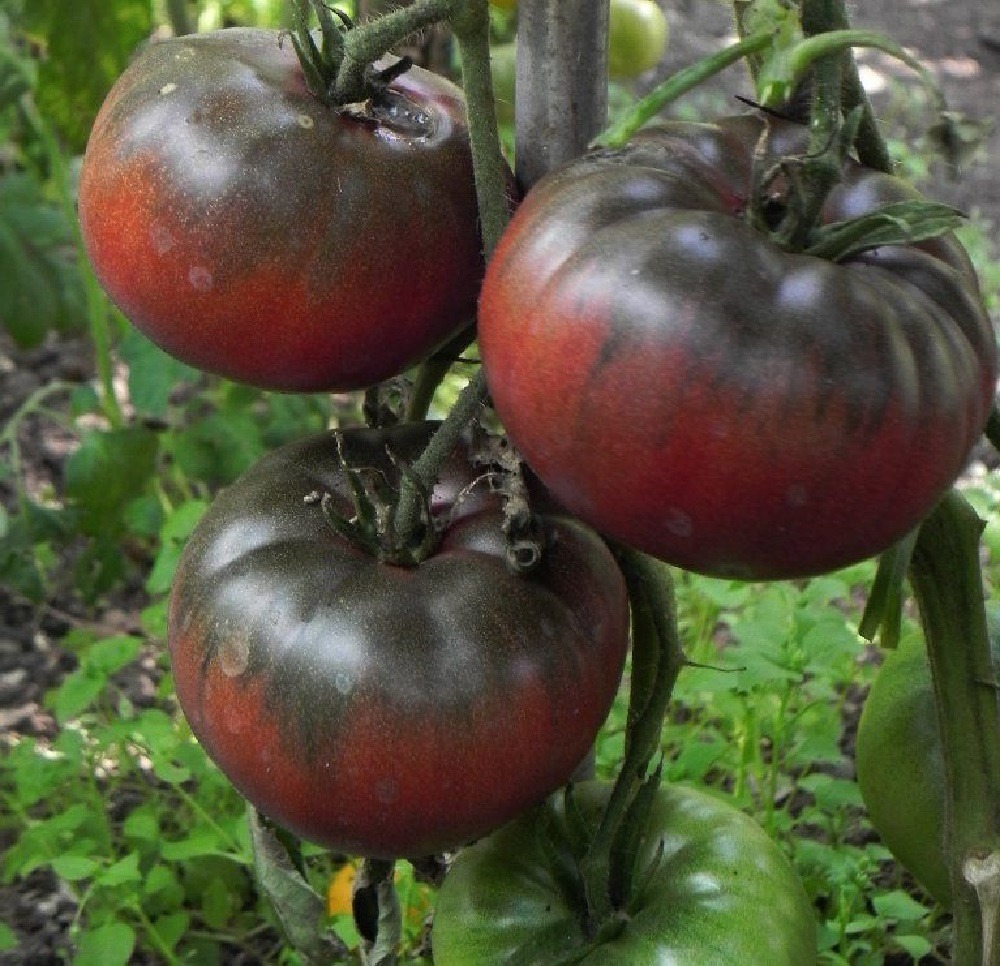 Black Krim Tomato Plant - 2.5&quot; Pot - Delicate Skin/Full Flavor - $26.99