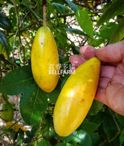 Banana Passion Fruit 30 Garden USA Shipping - £5.91 GBP