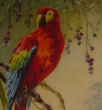 A/S C. Klein Red Parrot on a Branch, Orchids &amp; Berries Vintage Art Postcard - £7.59 GBP