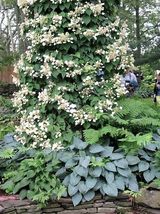 50 Seeds Japanese Hydrangea Vine White Flower Schizophragma Hydrangeoides - £13.55 GBP