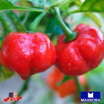 50 Sweet Red Cherry Pepper Seeds Heirloom Non-Gmo Vegetable Gardening Fr... - £11.60 GBP