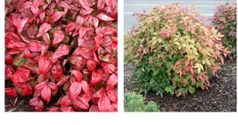 2.5&quot; pot 10 Dwarf Nandina Firepower Gardening - £93.94 GBP