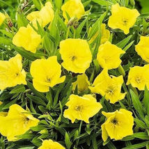 100  Seeds Missouri Yellow Primrose Seeds Flower Seeds - £9.94 GBP