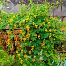 Yellow Canary Creeper Nasturtium 5 seeds bright yellow orchid-like flowers are p - £5.42 GBP