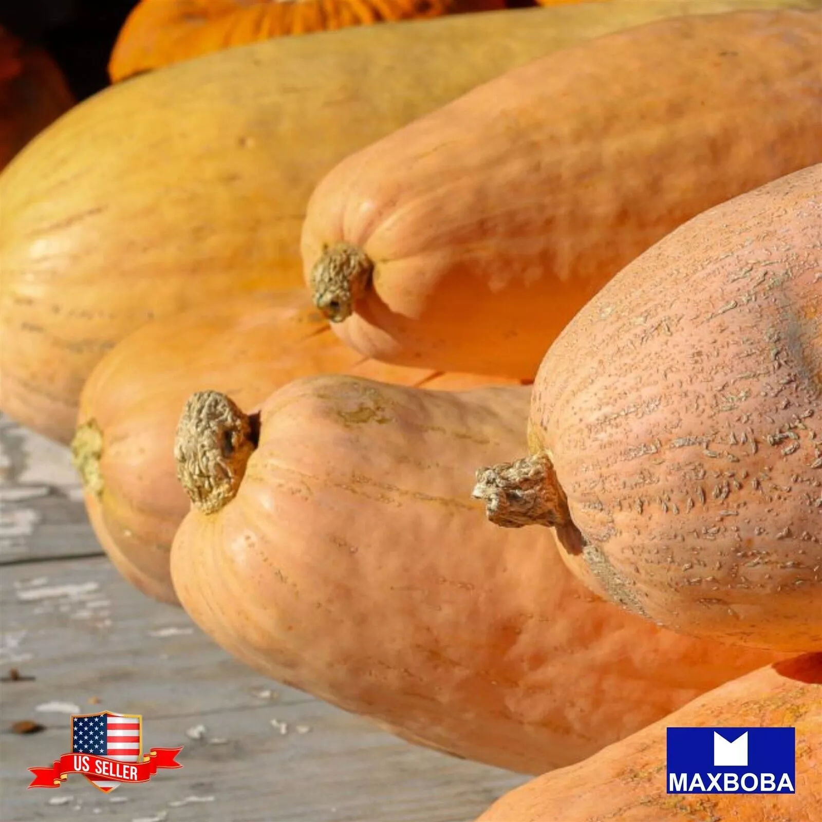 15 Winter Pink Banana Jumbo Squash Seeds Non-GMO Heirloom  BTGO 75% OFF - $10.69
