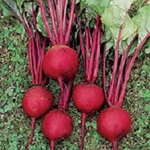 500 Beet Ruby Queen Beets Garden Vegetable Fresh Seeds USA Seller - £11.54 GBP