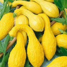 FRESH Yellow Crookneck Summer Squash Seeds, NON-GMO, Variety Sizes Sold,... - £16.00 GBP