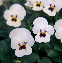 30 Seeds Viola Cornuta White Shade-Loving Perennial Flower  - £13.08 GBP