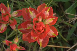 FG 50+ INDIAN PAINTBRUSH Castilleja Indivisa Flower Seeds Long Lasting R... - £12.42 GBP