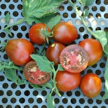 ArfanJaya 100 Black Truffle Tomato Seeds  Indeterminate - Non-Gmo Heirloom - £7.85 GBP