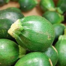 Zucchini 25 Squash Eight Ball Fresh Seeds USA Seller - £11.62 GBP