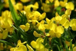 New Bird&#39;s Foot Trefoil 100 Fresh Seeds From Usa - $5.49