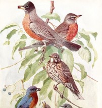 Robins And Bluebirds 1936 Bird Art Lithograph Color Plate Print DWU12A - $762.79 MXN
