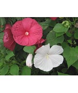 Rose Mallow 100 Seeds Free Shipping - $76.02 MXN