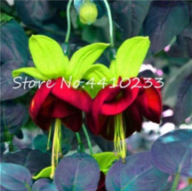Mixed Colors Lantern Flower Balcony Flower Fuchsias Plant 100 Pcs Fresh ... - $4.80