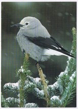Postcard Bird Clark&#39;s Nutcracker North American Wildlife - £3.94 GBP