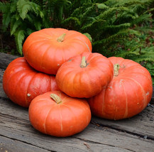  10 Cinderella Pumpkin Seeds Heirloom - Organic -  FRESH - £4.38 GBP