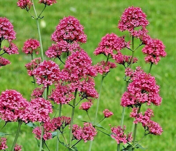 Red Valerian 100 Seeds Red Centranthus Ruber Jupiters Beard US Fast Ship... - $144.50 MXN