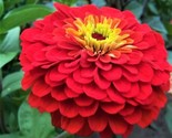 Cherry Queen Zinnia Seeds Non-Gmo 100 Seedsing Fast Shipping - $7.99