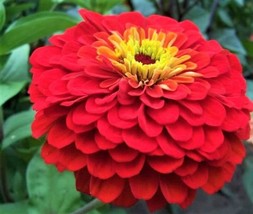 Cherry Queen Zinnia Seeds Non-Gmo 100 Seedsing Fast Shipping - £6.28 GBP