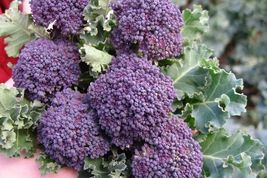 200 of Purple Sprouting Broccoli Seeds, NON-GMO, Heirloom - £2.36 GBP