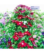 New Climbing Clematis Seed Flowers Clematis Vine Seed Flower Seed Clemat... - $10.90