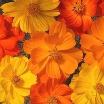 HS 35+ Cosmos Bright Lights Mix  Flower Seeds /Long Lasting Annual/Droug... - £3.86 GBP