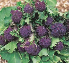 USA Purple Sprouting Broccoli Brassica Oleracea Vegetable 200 Seeds - £8.78 GBP