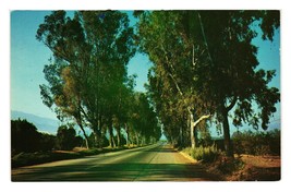 Vintage Postcard Eucalyptus Trees California Highway Travel Landscape Sc... - £7.47 GBP