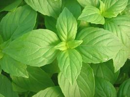 1oz (Approx 21,000 Seeds) Lemon Basil Seeds Culinary Garden Herb Heirloom  - £16.17 GBP