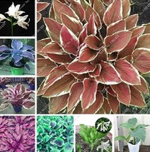 Exotic Hosta Plant Seed Four Seasons Flower Perennial Mixed Plantain Lil... - $6.34