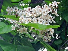30 Northern Catalpa Seeds Catalpa Speciosa Fresh Seeds - $11.70