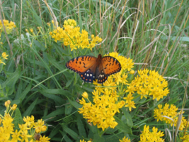 Yellow Flowering Milkweed Nectar Asclepias Plant - Attracts Monarch Butt... - $6.93