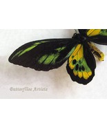 Golden Birdwing Butterfly Ornithoptera Rothschildi Taxidermy Framed Shad... - $188.79 CAD
