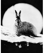 Walt Disney&#39;s Perri rabbit with moon behind 11x14 Photo - $336.30 MXN