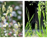 200 Seeds Briza Minor Ornamental Little Quakinggrass for planting wild g... - £13.37 GBP